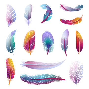 Colorful bird feather. Realistic feathers, isolated boho color elements. Tribal artistic wings, different decorative feathering swanky vector clipart