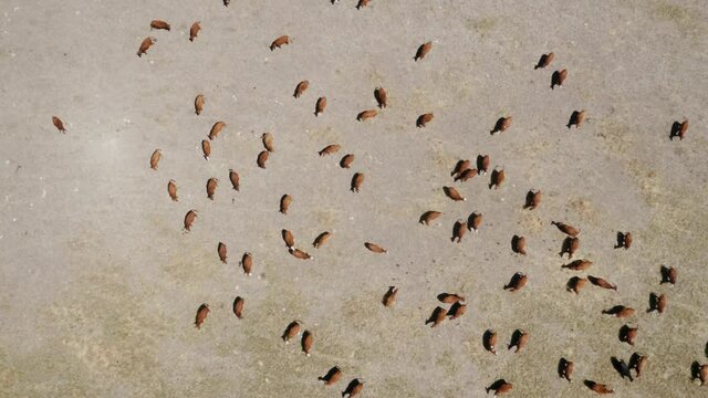 Aerial: Cattle grazing on a ranch, Ukiah, Oregon, USA