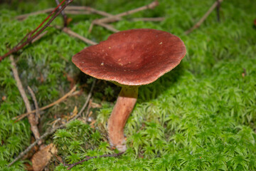 beautiful closeup of wild forest mushrooms in grass, autumn season. different kind of forest mushrooms, poisonous with beautiful colors