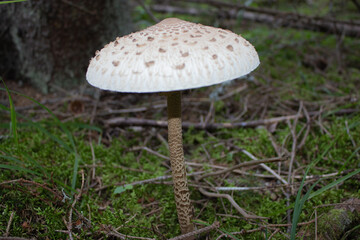 beautiful closeup of wild forest mushrooms in grass, autumn season. different kind of forest mushrooms, poisonous with beautiful colors