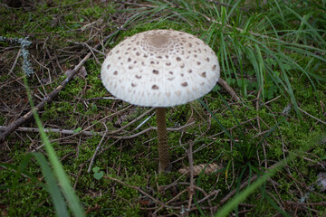 beautiful closeup of wild forest mushrooms in grass, autumn season. different kind of forest mushrooms, poisonous with beautiful colors