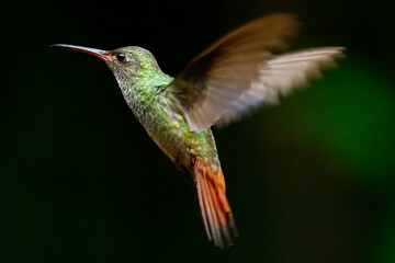 Fototapeta na wymiar Rufous-tailed Hummingbird in flight