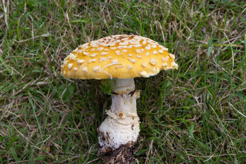 beautiful closeup of wild forest mushrooms in grass, autumn season. different kind of forest mushrooms, poisonous with beautiful colors