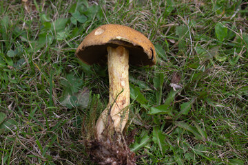 beautiful closeup of wild forest mushrooms in grass, autumn season. different kind of forest mushrooms, poisonous with beautiful colors