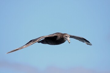 Albatros segelt übers Meer