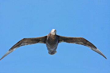 Albatros segelt übers Meer