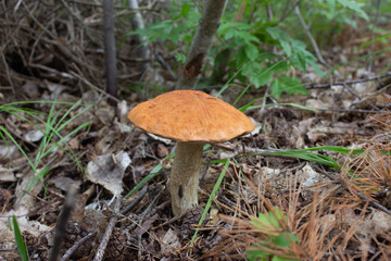beautiful closeup of wild forest mushrooms in grass, autumn season. different kind of forest mushrooms, poisonous with beautiful colors