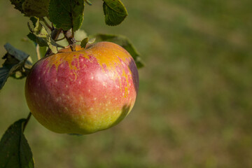 A large ripe red-green apple hanging on a branch with leaves and a blurry background with space to copy. Concept gardening