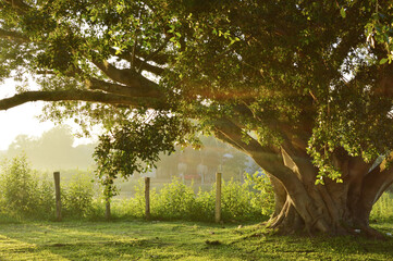 Obraz premium Rising Sun in a tree - landscape