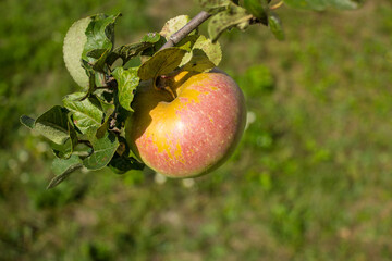 A large ripe red-green apple hanging on a branch with leaves and a blurry background with space to copy. Concept gardening