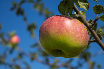 A juicy ripe apple hangs on a branch with green leaves close-up against a cloudless blue sky on a sunny day and copy space. Concept-gardening and harvesting