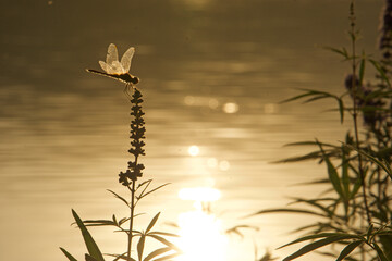 Dragon fly on a flower with a lake in the background