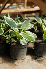 Several pots with growing green seedlings of flowers standing close to one another