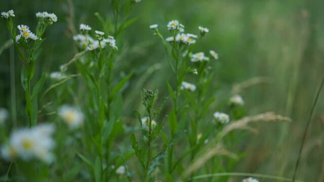 Tender camomiles and dry spicule sway in light wind against green grass on forest meadow on summer day slow motion closeup