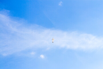 Fototapeta na wymiar Single White Bird Flying at a Distance Against Blue Sky
