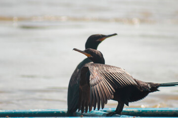 neotropical cormorant water bird basking in the sun