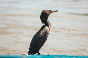 neotropical cormorant water bird basking in the sun