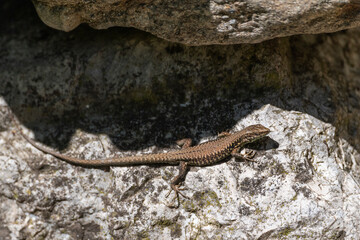 lézard des murailles