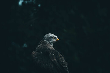 Closeup shot of a beautiful eagle on dark leaves background © Albert Martín García/Wirestock
