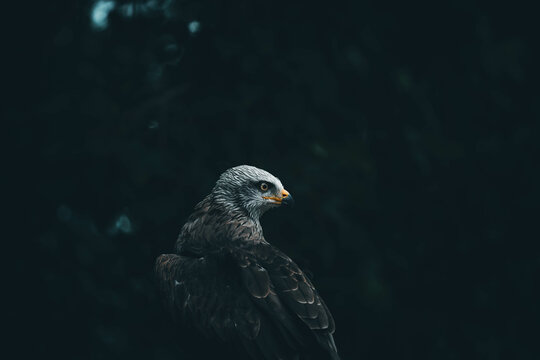Closeup shot of a beautiful eagle on dark leaves background