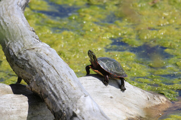 Red-eared Slider (Trachemys scripta elegans) on a log over the pond