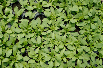 Background of green seedlings growing in small pots inside large contemporary hothouse