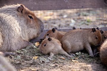 Hydrochoerus hydrochaeris animal portrait