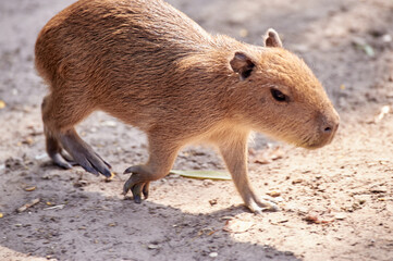 Hydrochoerus hydrochaeris animal portrait