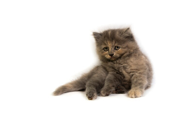 Cute kitten isolated on white background