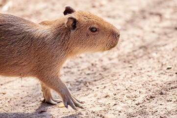 Hydrochoerus hydrochaeris animal portrait