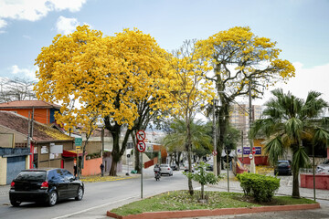 Fototapeta na wymiar linda arvore de Ipê Amarelo no inverno do brasil. 