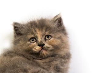 Naklejka na ściany i meble Cute kitten isolated on white background