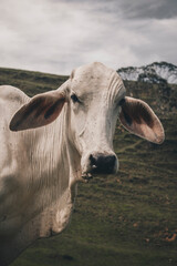 retrato a vaca en finca colombiana