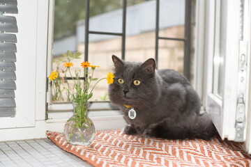 Cute gray fluffy cat with yellow eyes lies on a mat on the windowsill. He looks at the flowers in...