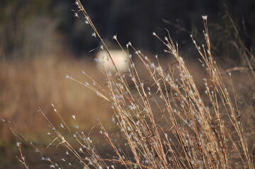 Obraz premium grass in the morning