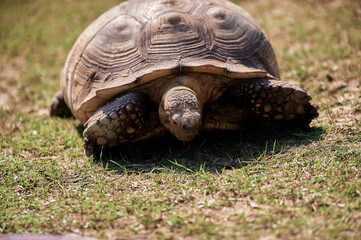 Fototapeta premium A terrestrial spurred tortoise.