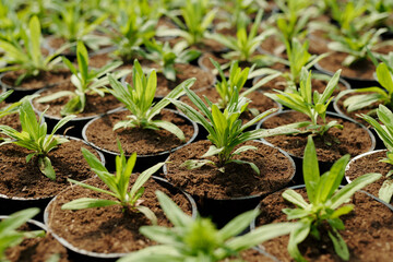 Number of black pots with green seedlings of flowers growing in fertile soil