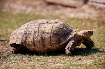A terrestrial spurred tortoise.