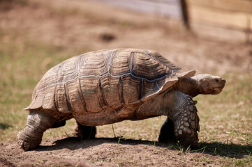 A terrestrial spurred tortoise.