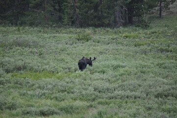 Fototapeta na wymiar Moose in the tall grass
