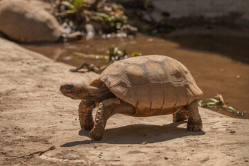 Tortuga Sulcata