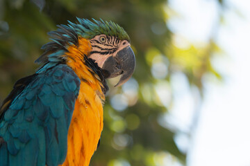 Guacamayo azulamarillo