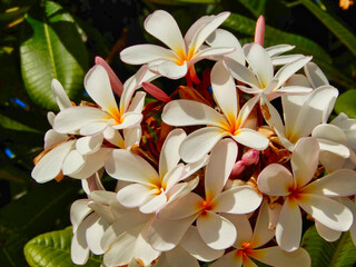 Fototapeta na wymiar Close-up of multiple Hawaiian off-white flowers with yellow centers (Plumeria rubra, Frangipani).