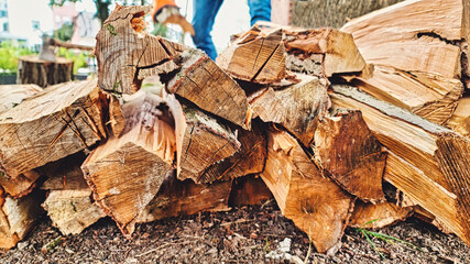 Der alte Baum im Garten wird zu Brennholz verarbeitet