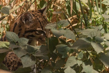 Ocelote (Leopardus pardalis).
