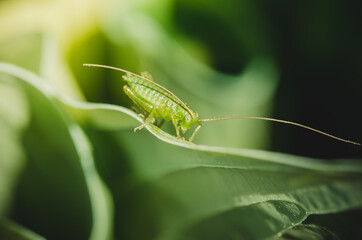 Green grasshopper sitting on a leaf.