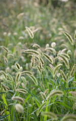 Obraz premium Wild grass with spikelets, summer plants. Green grass with golden and fluffy ears, nature. Spikelets of wild grass at sunset. Plants in the sun. Spikelets of wild wheat in the field