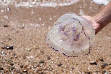 Jellyfish in a man's hand on a background of sand