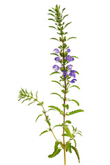 Flowering twig of Moldavian dragonhead,  lat. Dracocephalum moldavica, isolated on white background