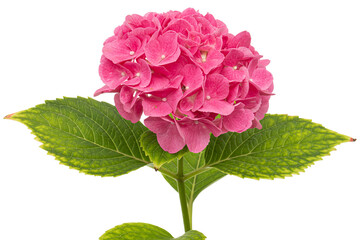 Inflorescence of the pink flowers of hydrangea, isolated on white background - 453917578